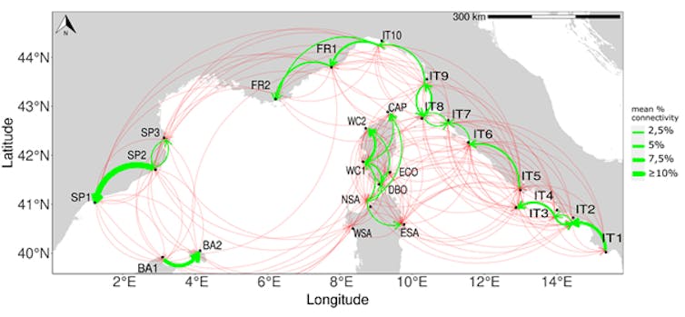 map of sea urchin larvae flows in the northwest Mediterranean