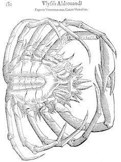 woodcut depicting a sea spider