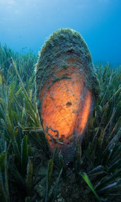 photo of large seashell at the bottom of the water